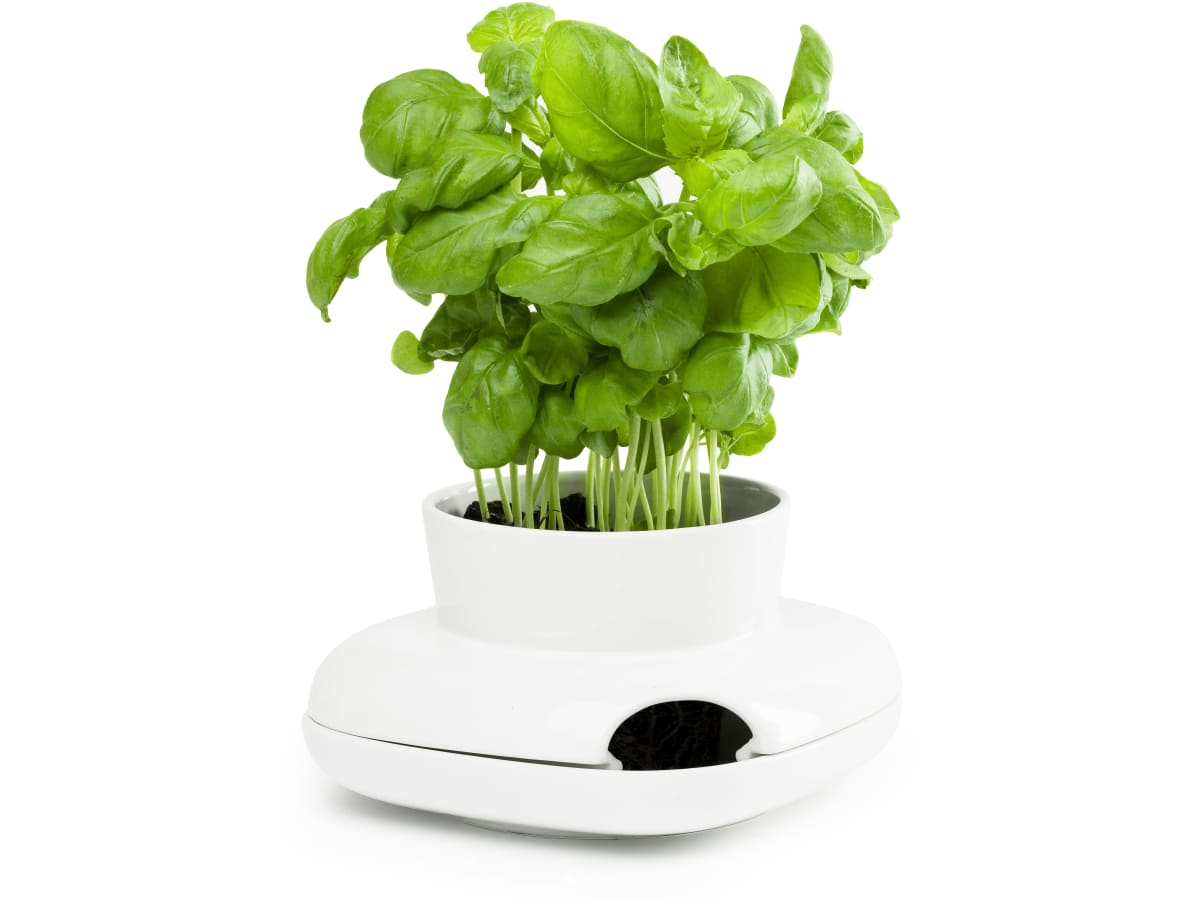 Herbs HOLD Örtkruka