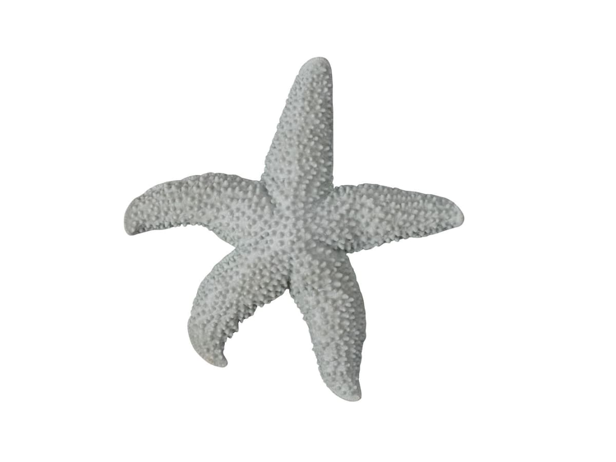 Sea star Mandy