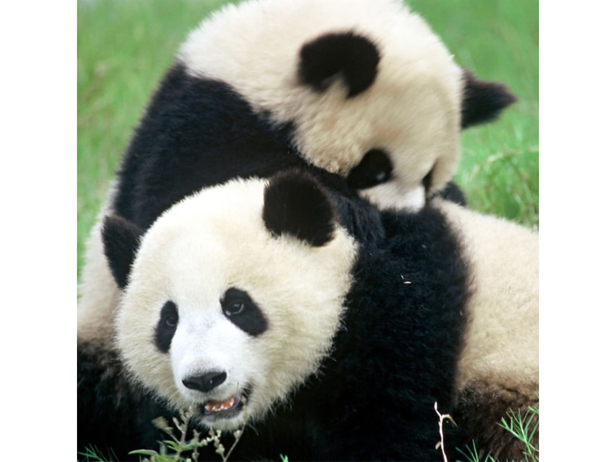Donation till WWF
