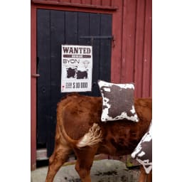 4. Kudde Anima cow M