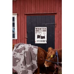 5. Filt Anima cow