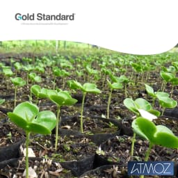 0. Trädplantering i Panama