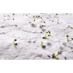 3. A6 fröpappersark vildblommor