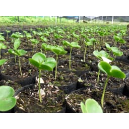 1. Trädplantering i Panama