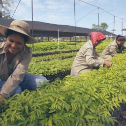 2. Trädplantering i Panama