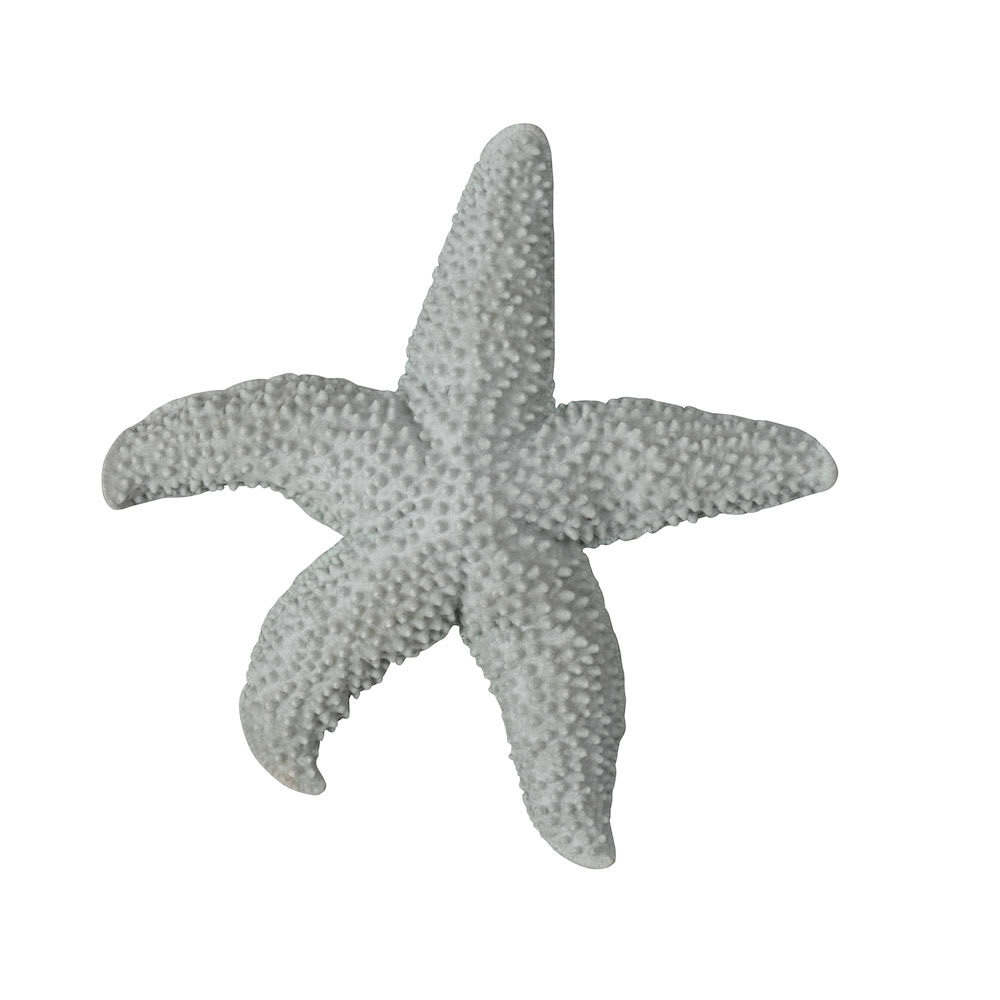 Sea star Mandy