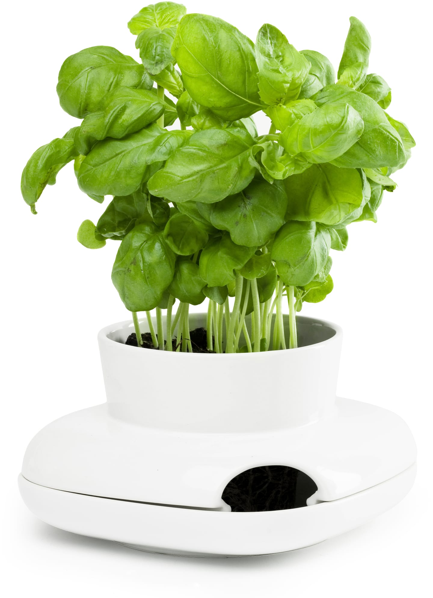 Herbs HOLD Örtkruka
