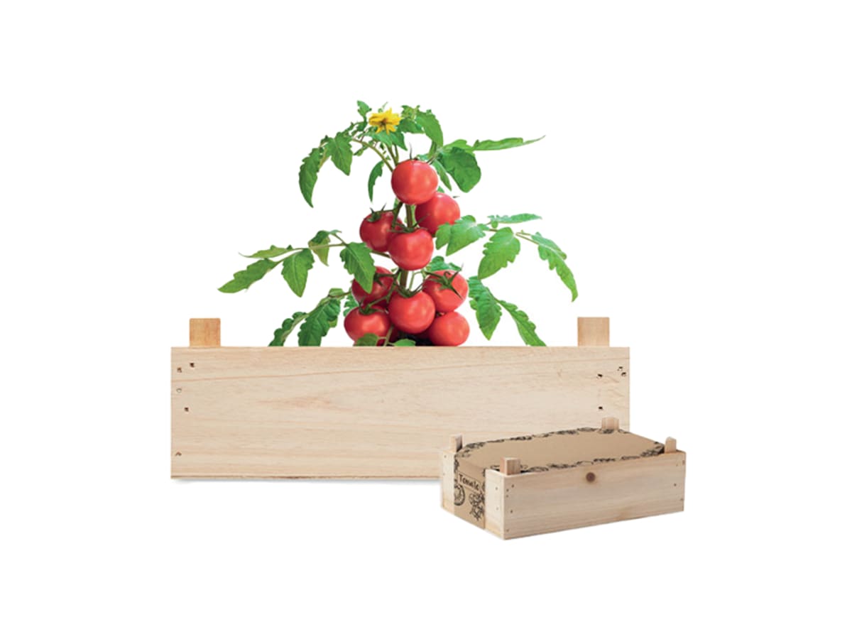 Odlingssats för tomat